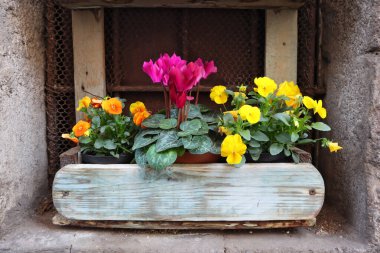 Ahşap tencerede homo gözleri ve Cyclamen