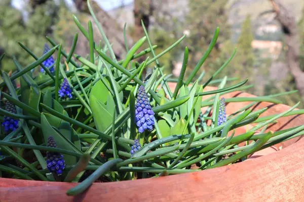 stock image Close up view of Muscari armeniacum Leichtlin ex Baker