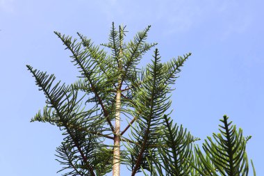  Araucaria Heterofilla 'nın şubelerini kapat