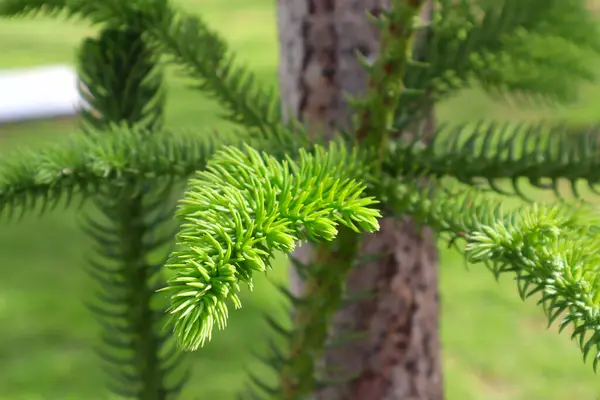 stock image  Close up view branch of Araucaria heterophylla