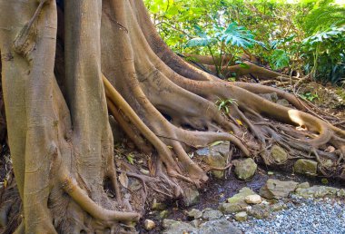 Nice, Fransa 'nın bahçesinde büyük Ficus Macrophylla kökleri
