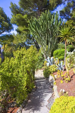 Saint-Jean-Cap-Ferrat, Fransa 'daki Villa Emiri de Rothschild Villa Parkı' ndaki kaktüs bahçesi