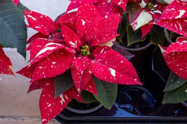 Close up view of red poinsettia - traditional Christmas flower clipart