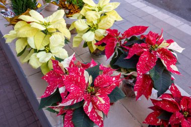 Kırmızı ve sarı noktalı yıldız manzarası - geleneksel Noel çiçeği
