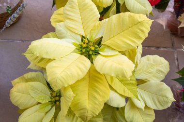 Close up view of yellow poinsettia - traditional Christmas flower clipart