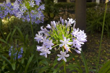 Agapanthus Africanus 'un yakın görüntüsü