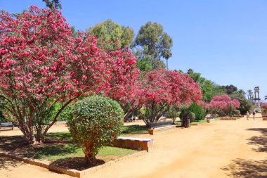 İspanya, Seville 'de yaz güneşli bir günde Murillo Bahçeleri manzarası