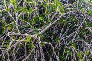 Melaleuca linearis Schrad 'ın yakın görüntüsü