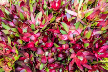 Leucadendron salignum ile arkaplan