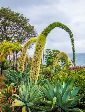 Agave attenuata Salm-Dyck 'in yakın görüntüsü