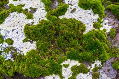 Silene acaulis 'in yakın görüntüsü