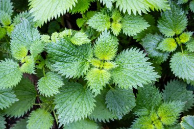 Background with Urtica membranacea (Membranous nettle) clipart