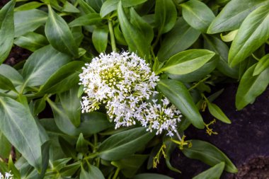 Valeriana Rubra 'nın yakın görüntüsü