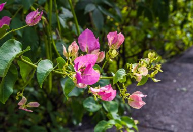 Parlak mor Bougainvillea 'nın yakın görüntüsü 