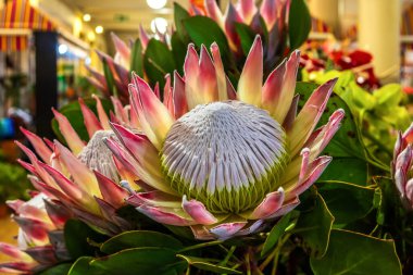 Protea cynaroides 'in yakın görüntüsü