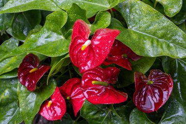 Anthurium scherzerianum Schott 'un yakın görüntüsü