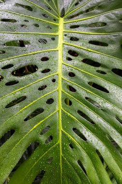 Monstera Deliciosa 'nın su damlalarıyla yakın görüntüsü