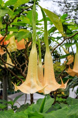 Brugmansia versicolor Lagerh görünümünü kapat