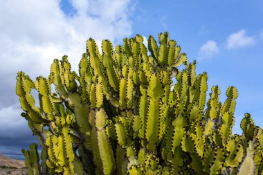  Euphorbia murielii 'nin yakın görüntüsü