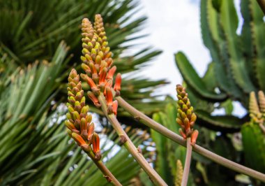  Aloe Vaombe Dekoru 'nun Çiçekleri