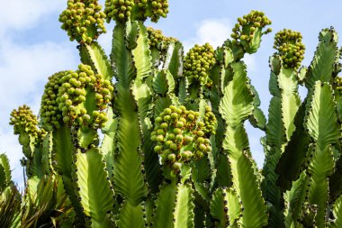 Bloomimg Euphorbia Ingens 'in yakın görüntüsü