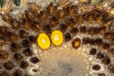 Kroenleinia grusonii 'nin yakın görüntüsü