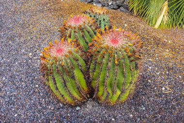 Close up view of Ferocactus pilosus (Galeotti ex Salm-Dyck) clipart