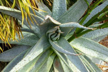 Aloe Marlothii 'nin yakın görüntüsü