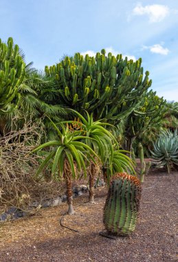 Kaktüsler Bahçe Tenerife