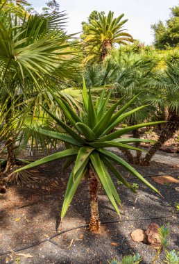 Aloe Vaombe Dekoru 'nun yakın görüntüsü