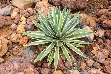 Agave Vivipara 'nın yakın görüntüsü