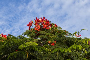 Delonix rejiminin görünümü (Bojer ex Hook.)