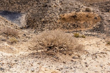 Euphorbia balsamifera Aiton 'un yakın görüntüsü 