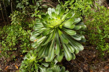 Aeonium undulatum 'un yakın görüntüsü