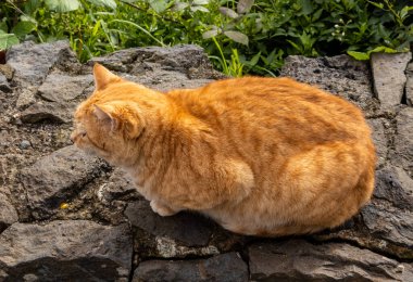 Oturan kırmızı kedinin yakın görüntüsü