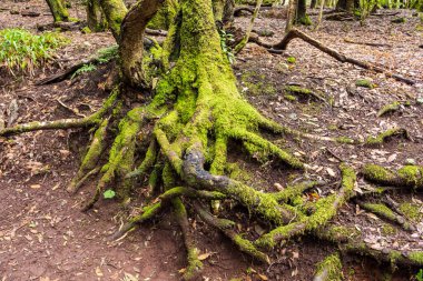 Park Kırsal de Anaga 'da yosun içindeki ağaç kökleri - Tenerife' nin kuzeydoğusunda doğa rezervi