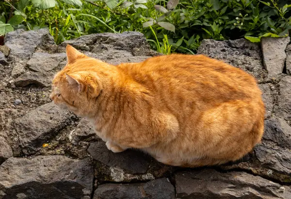 Oturan kırmızı kedinin yakın görüntüsü