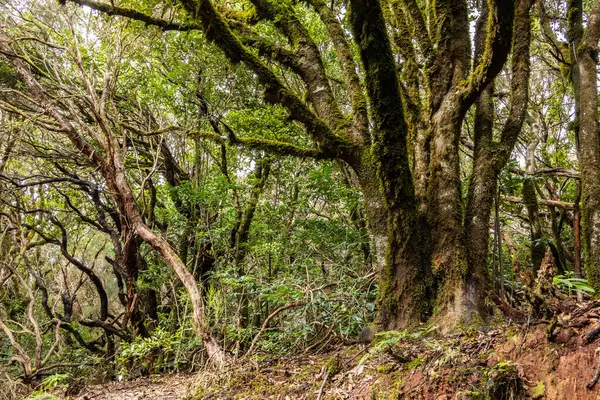 Park Kırsal de Anaga - Tenerife 'nin kuzeydoğusunda doğa rezervi