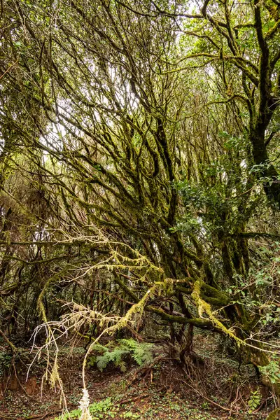 Park Kırsal de Anaga - Tenerife 'nin kuzeydoğusunda doğa rezervi