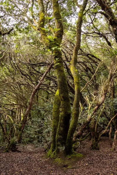 Park Kırsal de Anaga - Tenerife 'nin kuzeydoğusunda doğa rezervi