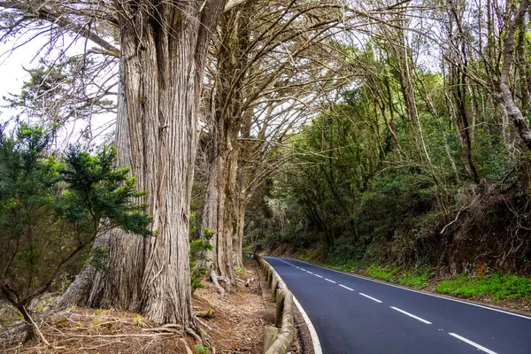  Park Kırsal de Anaga Yolu - Tenerife 'nin kuzeydoğusunda doğa rezervi