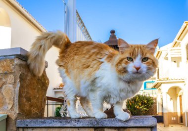 Oturan kırmızı kedinin yakın görüntüsü
