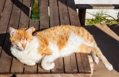  Oturan kırmızı kedinin yakın görüntüsü