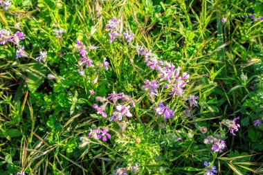 Silene secundiflora 'nın yakın görüntüsü