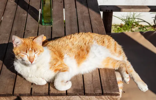  Oturan kırmızı kedinin yakın görüntüsü