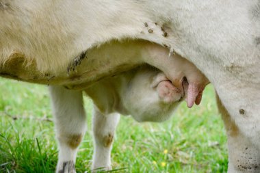 Genç beyaz Charolais buzağı emzirmek için bir meme tutmaya çalışıyor.