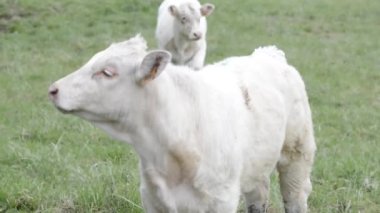 Genç beyaz bir Charolais baldırının portresi burun deliklerini yalıyor.