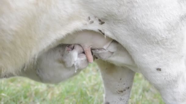 Zwei Junge Weiße Charolais Kälber Säugen Euter Derselben Kuh — Stockvideo