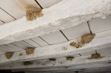 Birkaç kırlangıç bir ahırın kirişlerine yuva yapar.