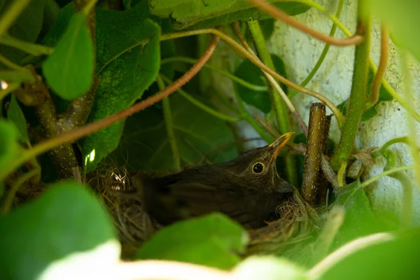 Female Robin Broods Nest Built Kiwi Tree Wall — Stock Photo, Image